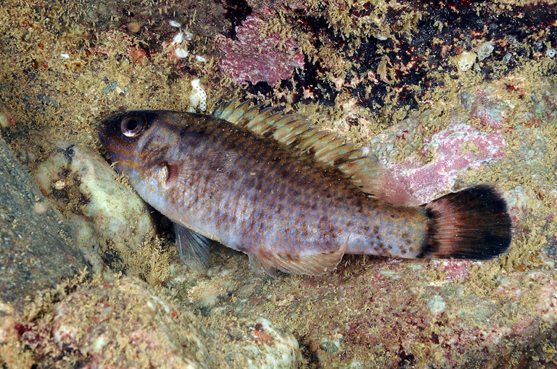 Symphodus melanocercus in livrea notturna